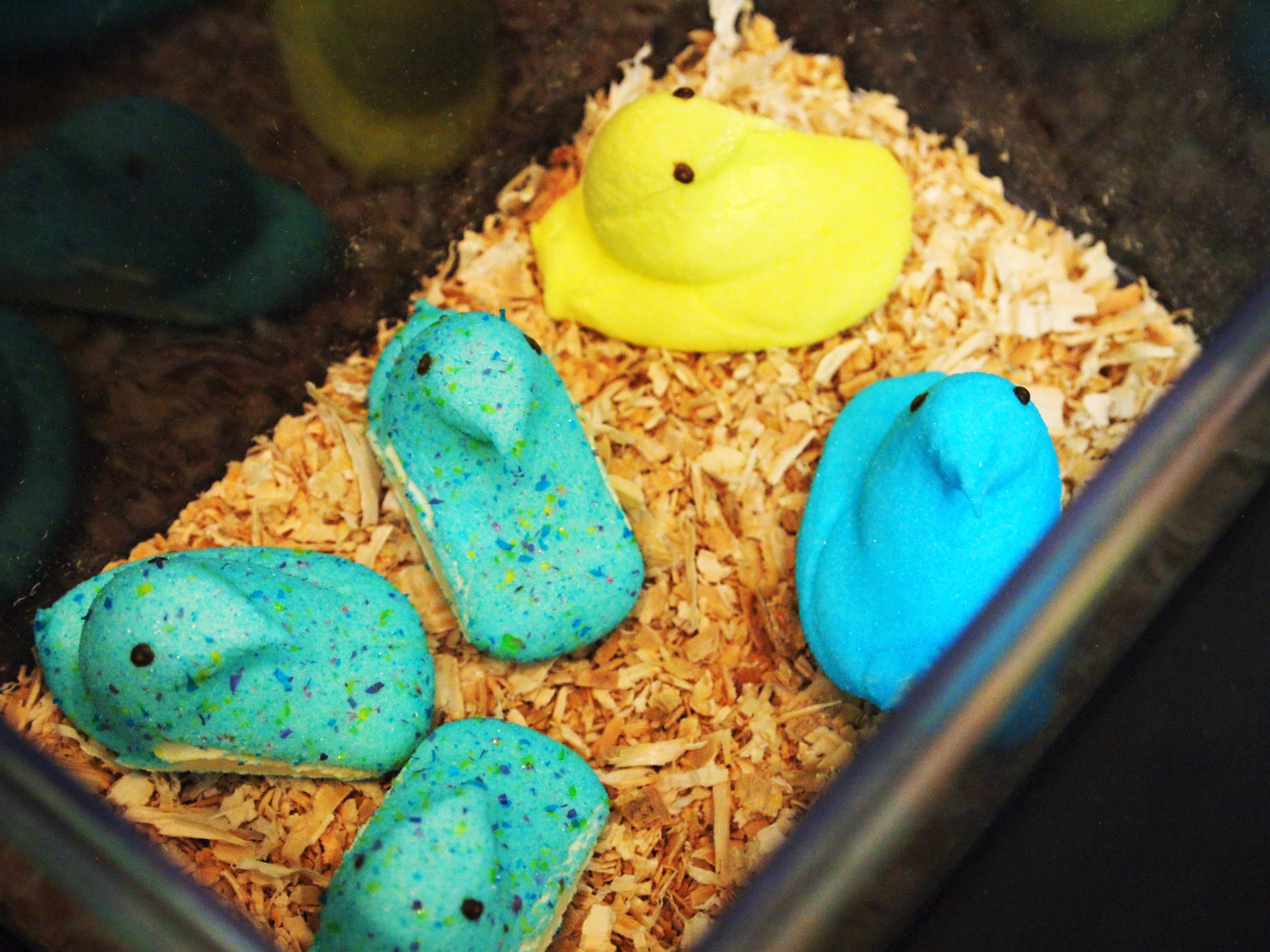 Controversy Abounds Over GMO Peeps – The Biologist's Garden